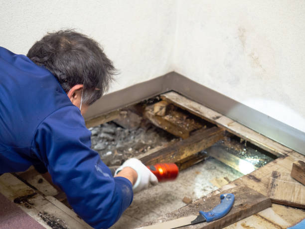 Best Black Mold Removal  in Pawnee, OK