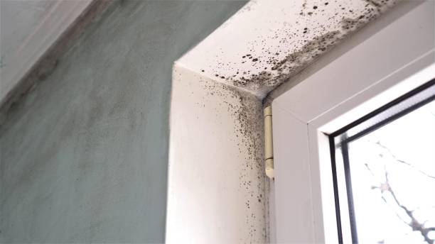 Best Attic Mold Removal  in Pawnee, OK