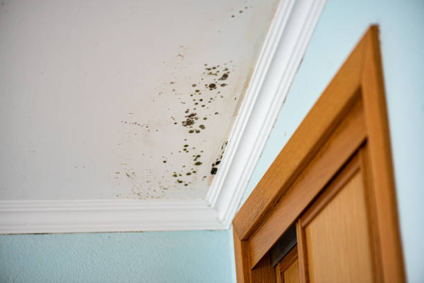 Best Mold Inspection  in Pawnee, OK