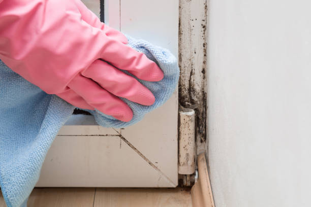 Best Mold Removal Company Near Me  in Pawnee, OK